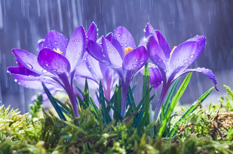 Spring flowers of blue crocuses in drops of water on the background of tracks of rain drops. stock photography