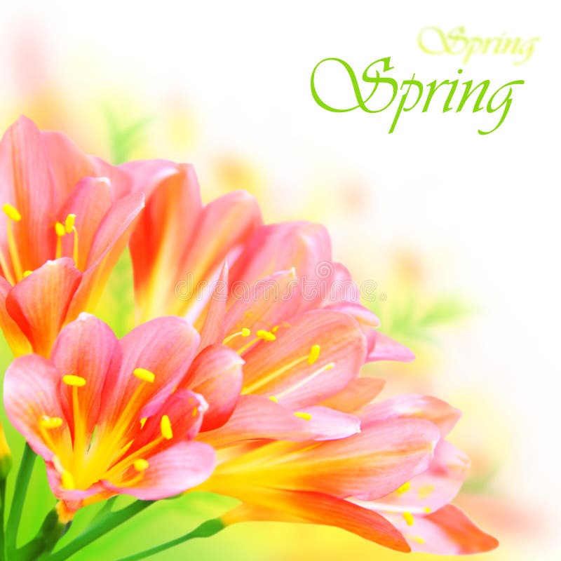 Spring flowers border stock photography