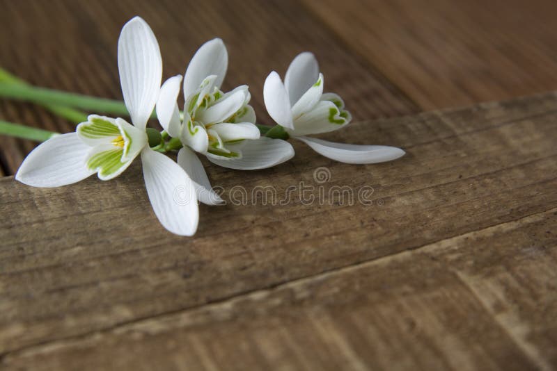 Spring flowers. Bouquet of beautiful snowdrops on wooden background. Beautiful white fresh flowers. copy space