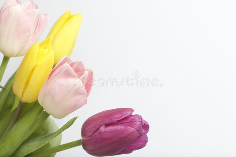 Spring flowers. A bouquet of tulips of different colors on a white background stock photo Spring flowers. A bouquet of tulips of different colors on a white background stock photo