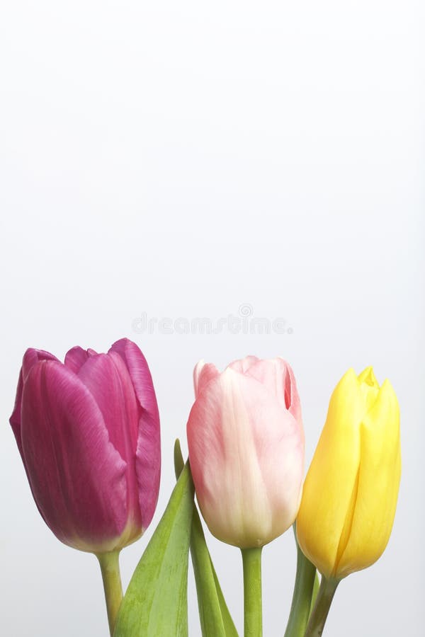 Spring flowers. A bouquet of tulips of different colors on a white background stock photos Spring flowers. A bouquet of tulips of different colors on a white background stock photos