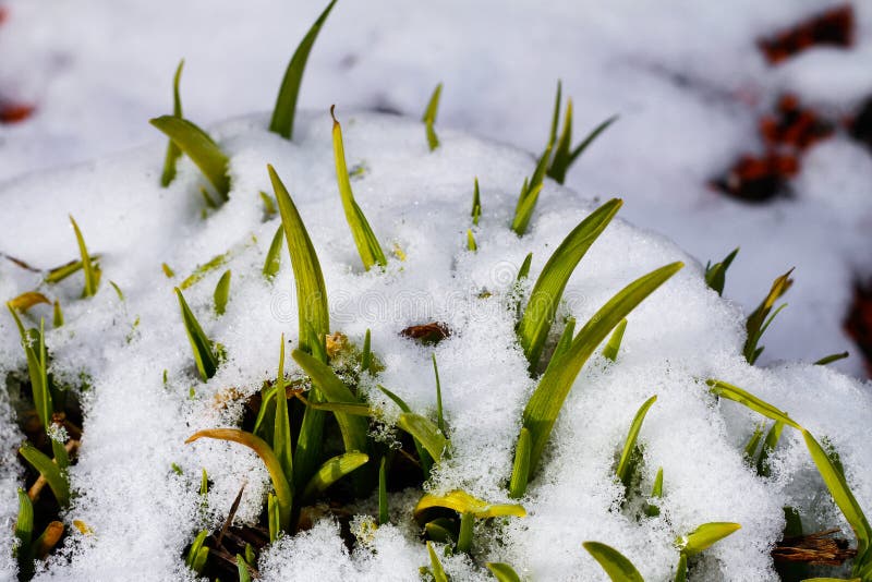 Spring Flowers Coming Up Picture. Image 7030889