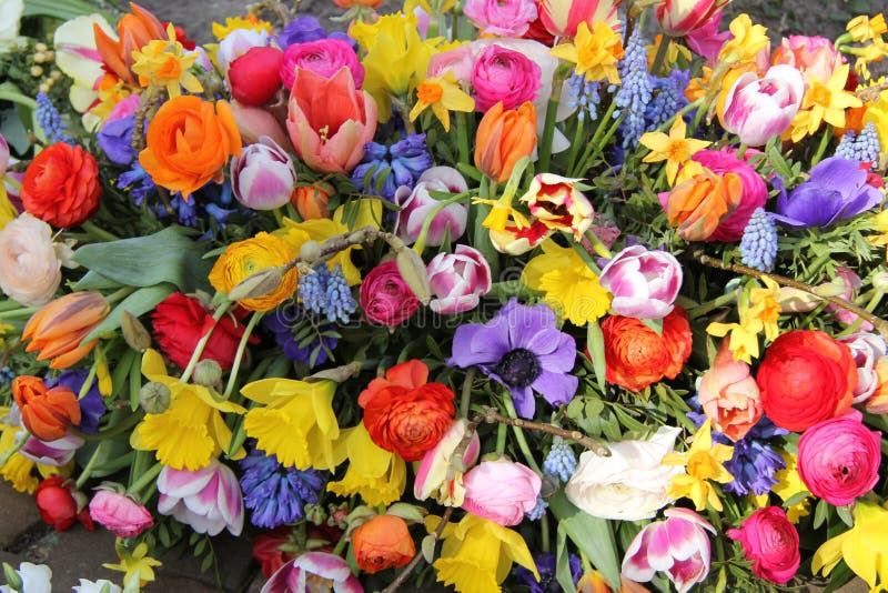 Spring Flowers in Bright Colors Stock Image Image of anomones