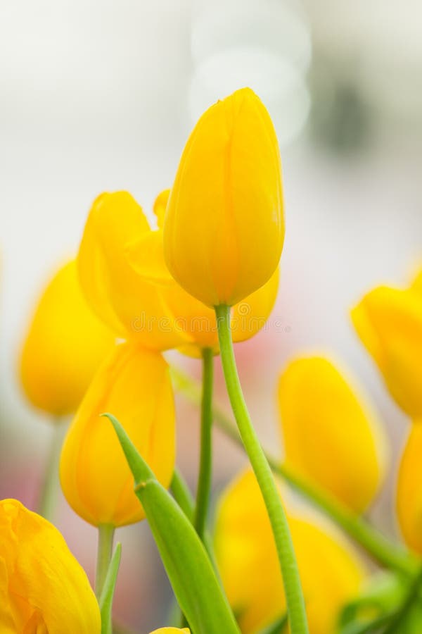 Spring Flowers bunch. Beautiful yellow tulips bouquet.