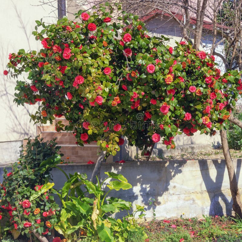 Camellia Bush with Bright Pink Flowers Stock Photo - Image of ...