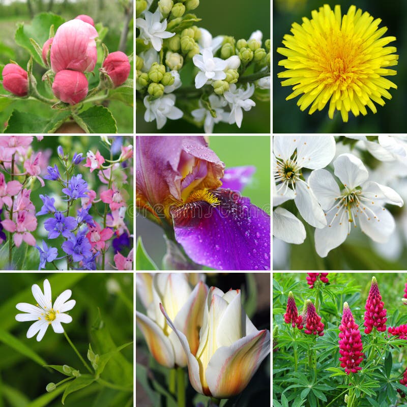 Spring flowers collage stock image. Image of flora, natural - 17432277