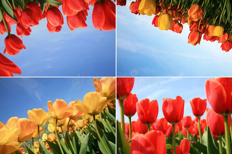 Spring flowers collage. Dutch country.