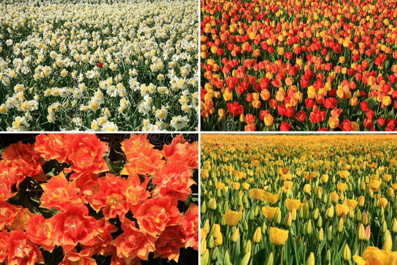 Spring flowers collage. Dutch country.