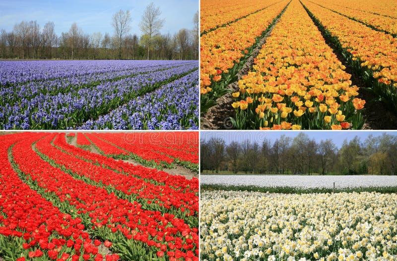 Spring flowers collage. Dutch landscape.