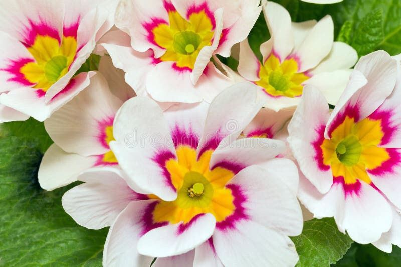Spring flowers of colorful primula close up