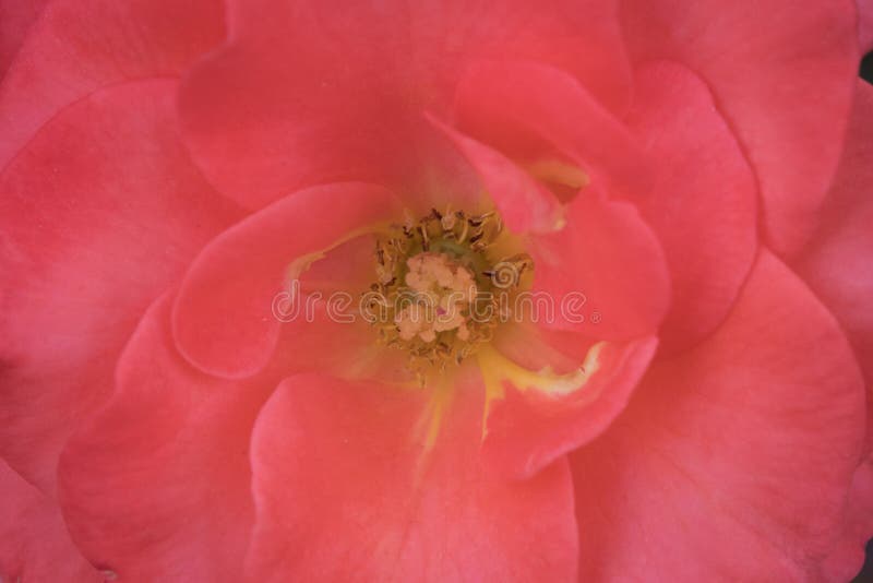 Spring Flowers Colours stock image. Image of alone, close 145389019