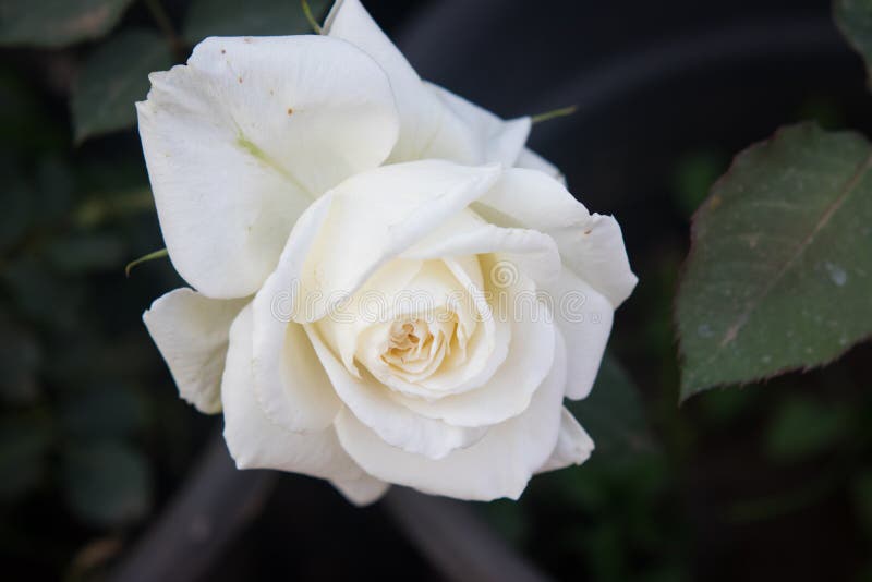 Spring Flowers Colours stock photo. Image of flowers 145390502