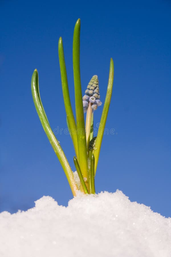 Spring Flowers Coming Up Picture. Image 7030889