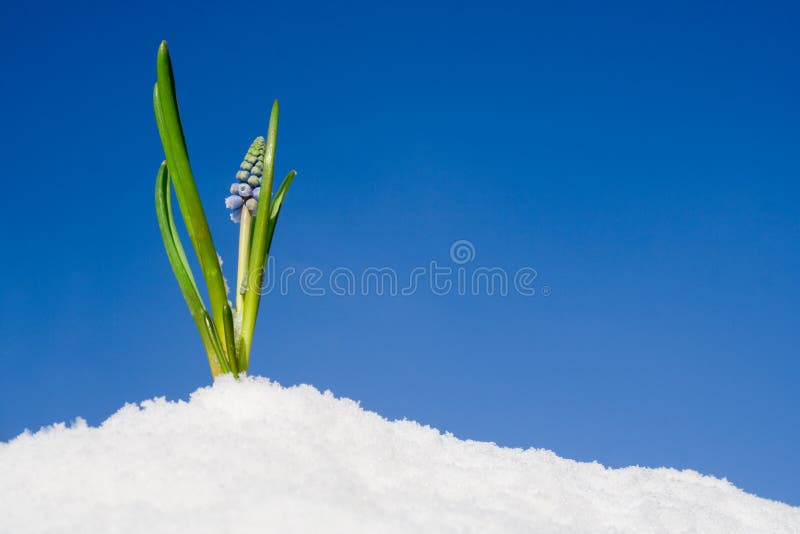 Spring flowers coming up stock photo. Image of nodular 3793098