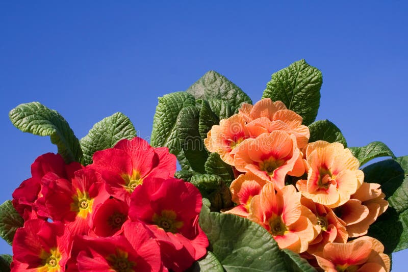 Spring Flowers Coming Up Picture. Image 7030889