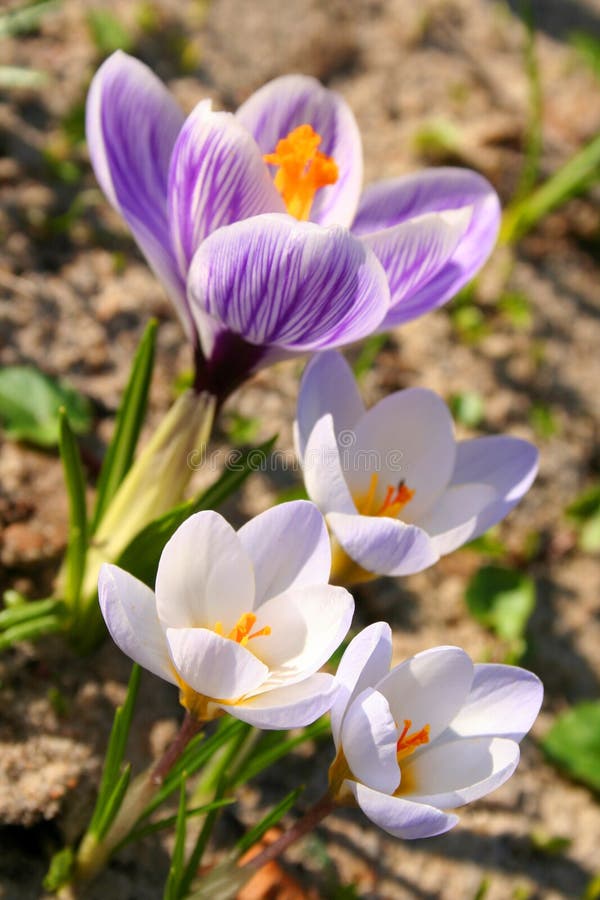 Spring Flowers Coming Up Picture. Image 4173089