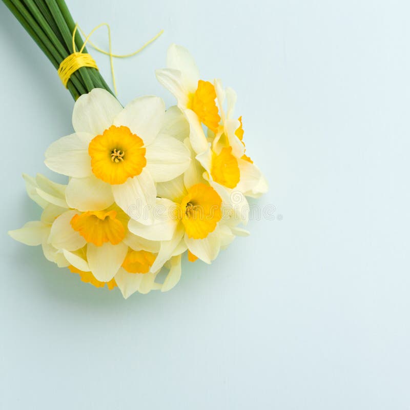 Spring Flowers Daffodil Bouquet White Narcissus On Blue Pastel