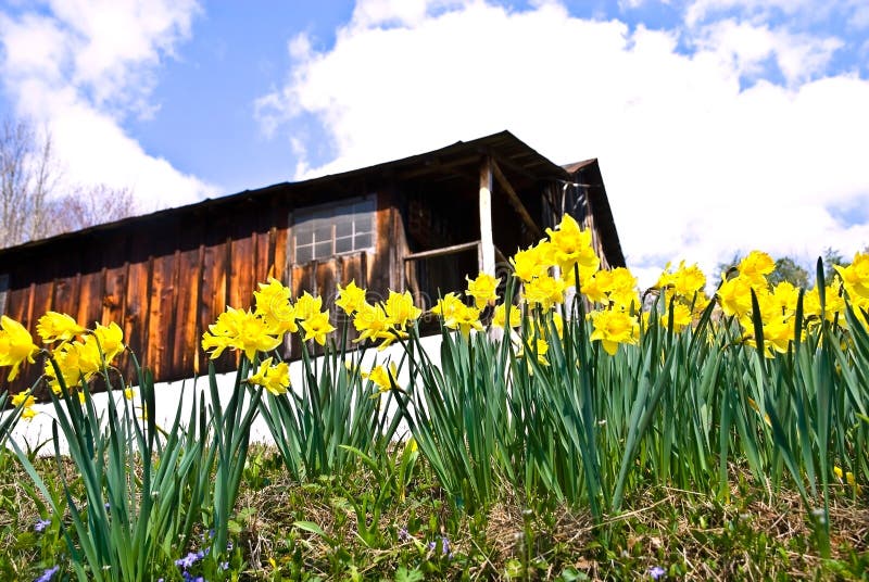 Spring Flowers/Daffodils stock image Spring Flowers/Daffodils stock image