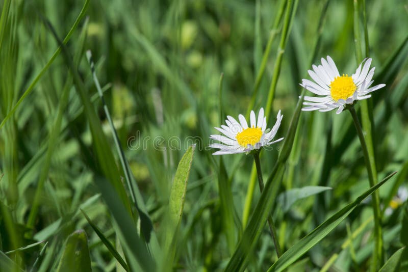Spring flowers daisies stock image. Image of beautiful 31062227