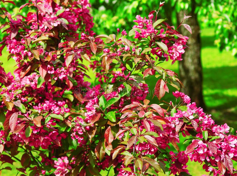 Spring. Flowers Bloom in the Park. Stock Photo Image of cherry