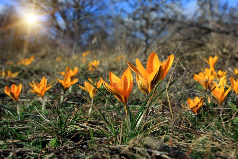 Spring flowers field stock photos