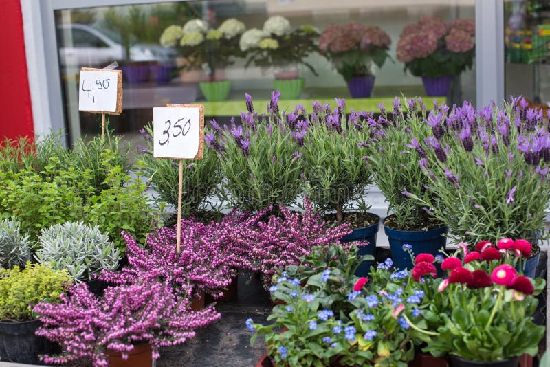 Spring Flowers in Florist Shop Stock Photo Image of sale, bunch 30550550