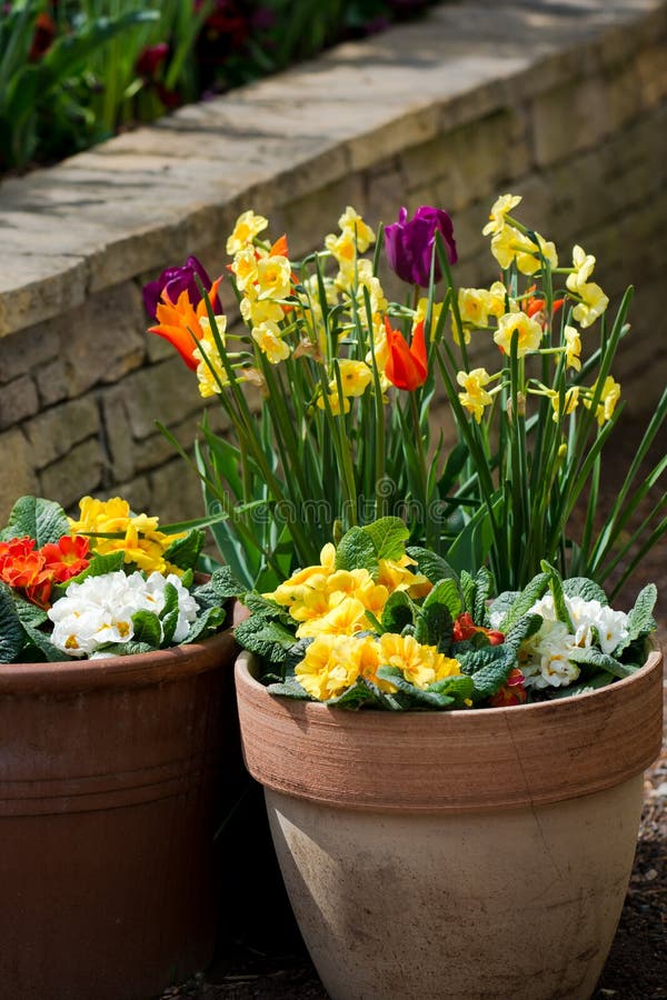 Spring Flowers in Flower Pot Stock Photo Image of summer, environment