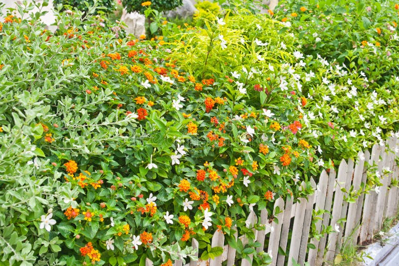 Spring flowers in a garden