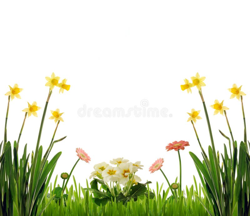 Primavera fiori e l'erba, isolato su sfondo bianco.