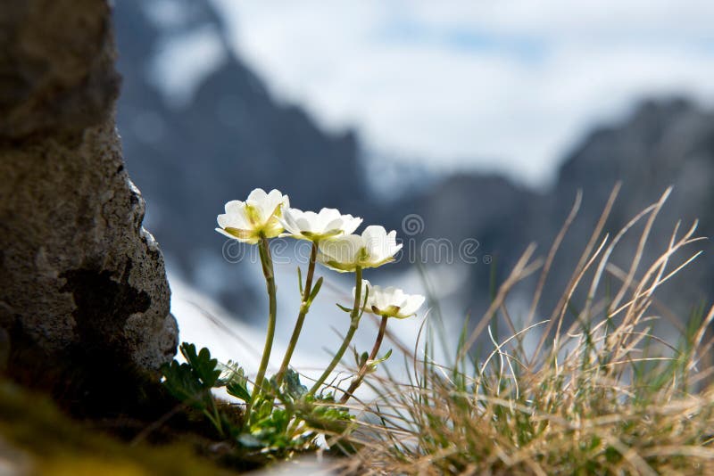 Flowers Of A German Greenweed Bush Stock Photo Image of beauty