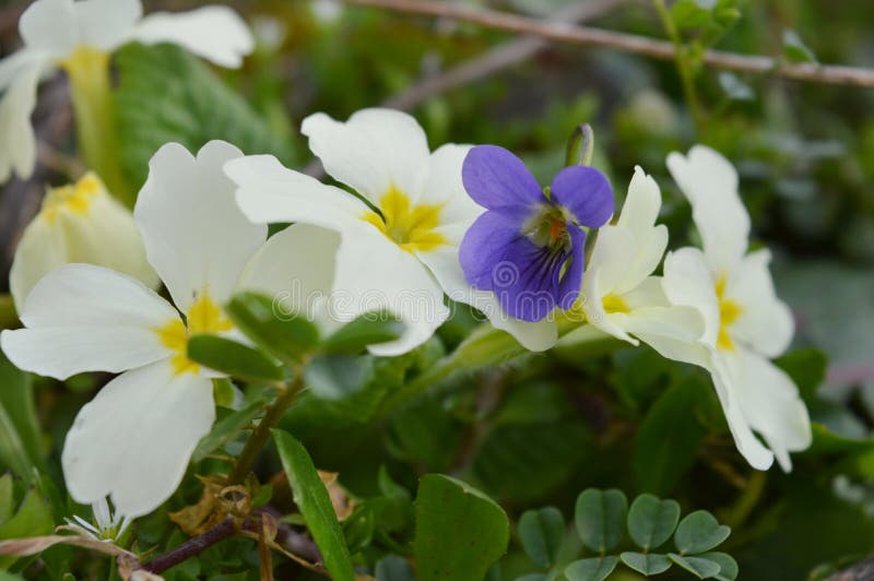 Spring flowers stock photo. Image of plant, flowers 112393642
