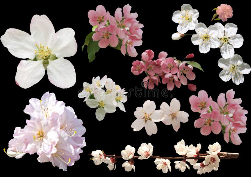 Spring flowers isolated on black background. Blossoms of apple t