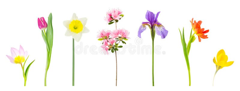 Spring flowers isolated on white.