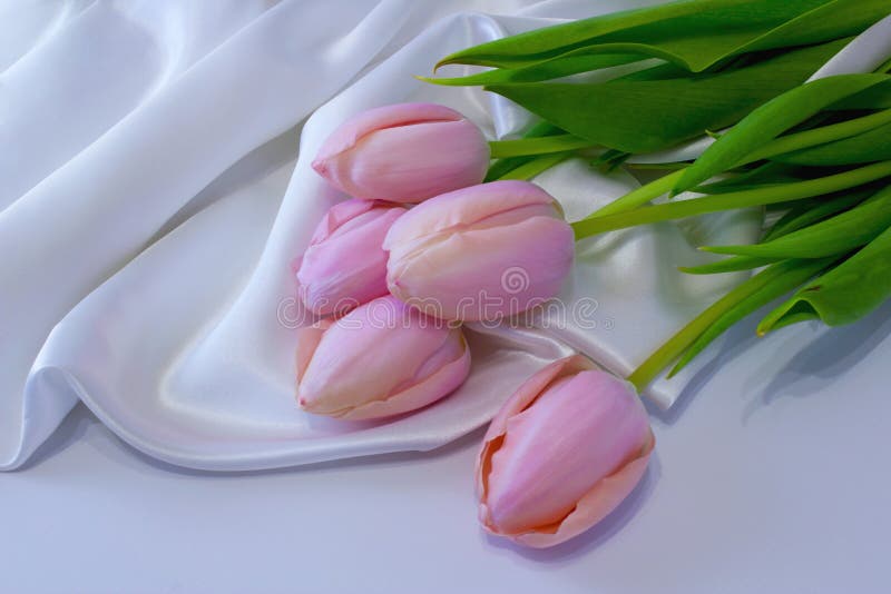 Five pink tulip flowers lie on a white silk cloth. A gift for a women`s holiday for the beloved