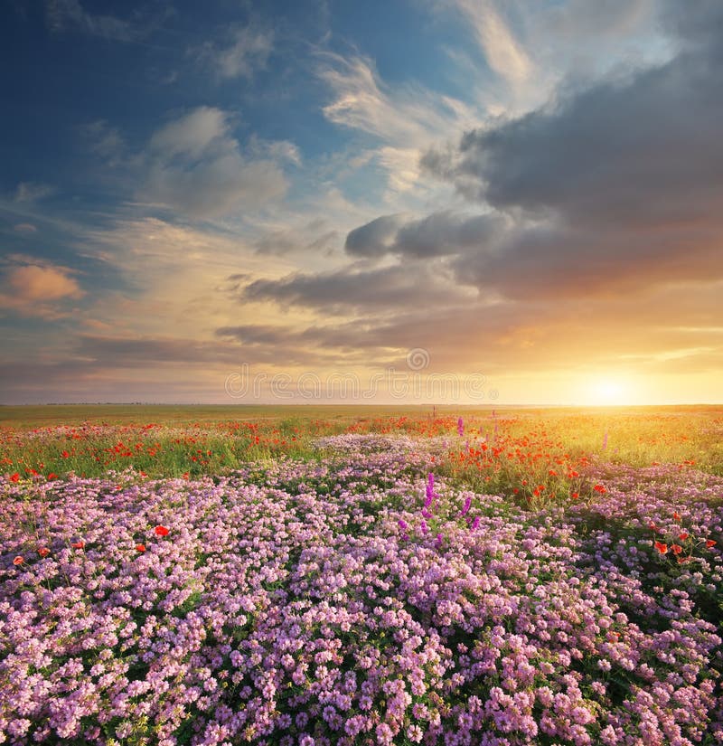 Spring flowers in meadow. stock image. Image of dawn - 99135043