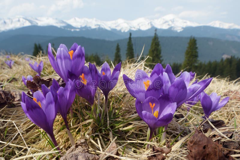 Spring flowers in mountains