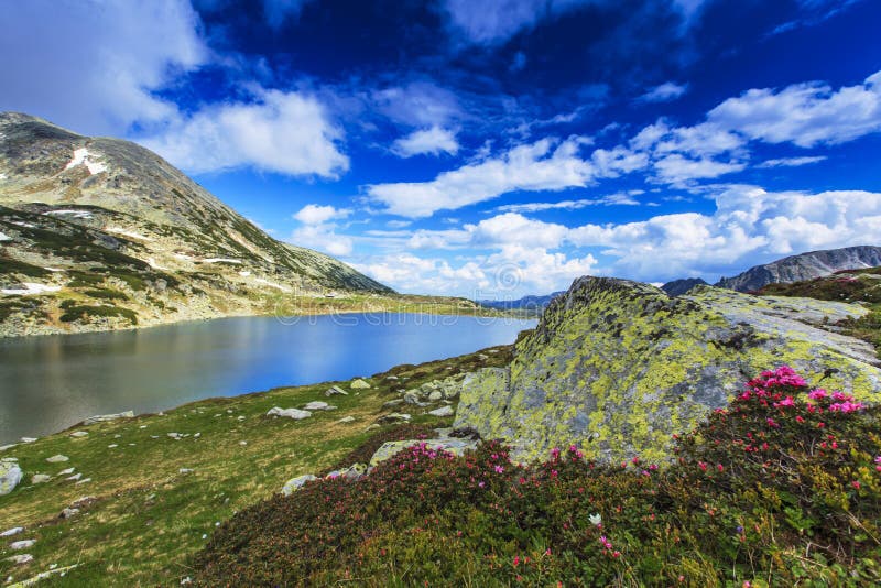 Spring flowers in the mountains