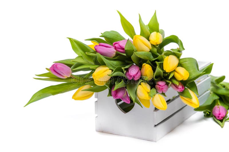 Bouquet of multicolored tulips in a white wooden box on a white background stock image Bouquet of multicolored tulips in a white wooden box on a white background stock image
