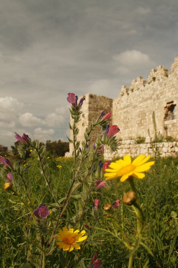 Spring flowers near the ruins