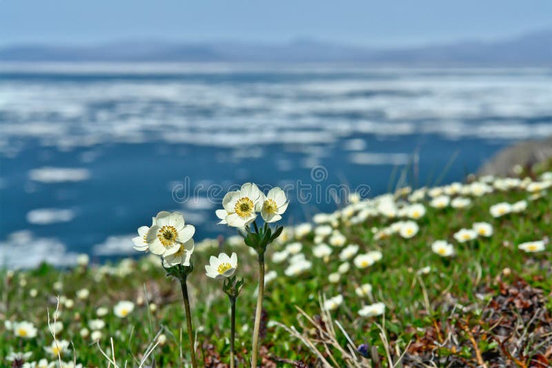 Spring Flowers on the Ocean. Stock Image Image of backgrounds