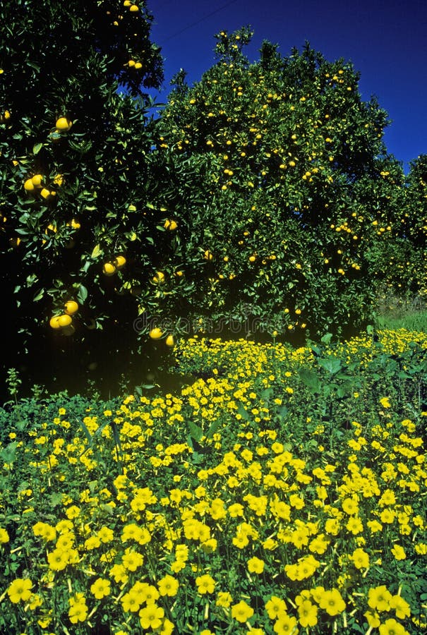 Spring Flowers In Orange Groves, Ventura County, CA Stock Photo Image