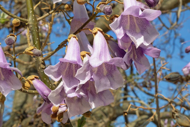 Spring Flowers. Flowers of Paulownia Tree on Sunny Day Stock Image ...
