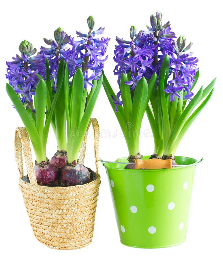 Spring flowers in pots stock image. Image of crocus, growth 68785535