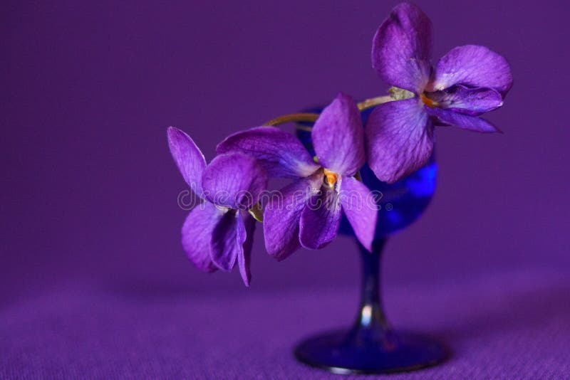 Purple Viola, Viola Odorata Stock Photo Image of purple, blooming