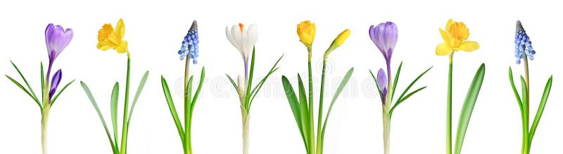 Spring flowers in a row royalty free stock images