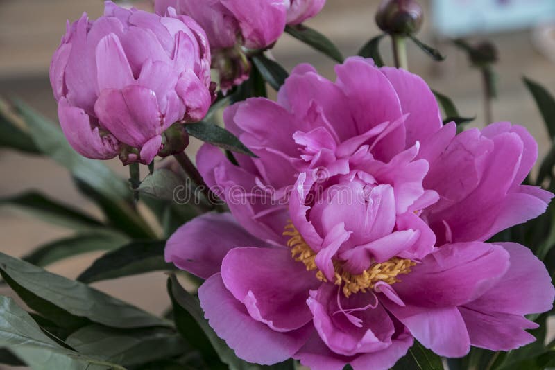 Spring flowers series, beautiful pink peony flowers in garden stock photos