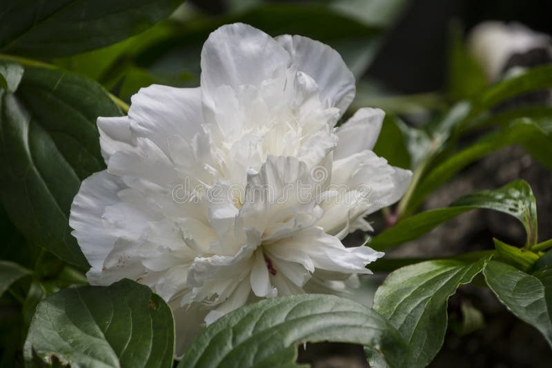 Spring flowers series, beautiful white peony flowers in garden royalty free stock photography