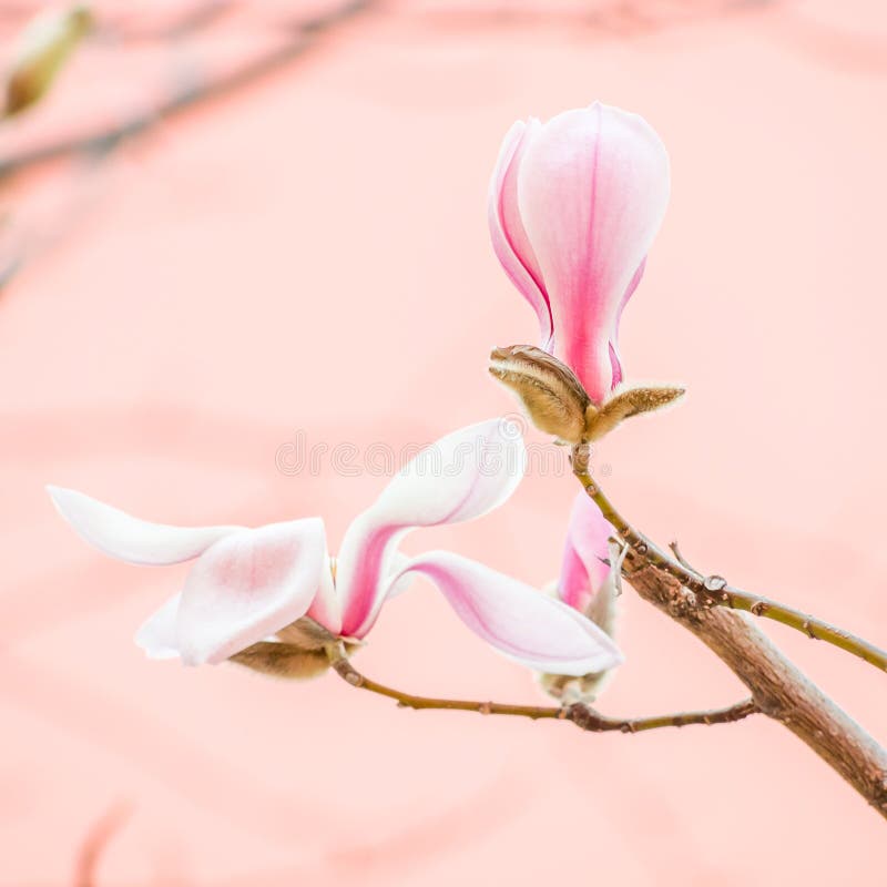 Spring flowers series, Magnolia tree blossom