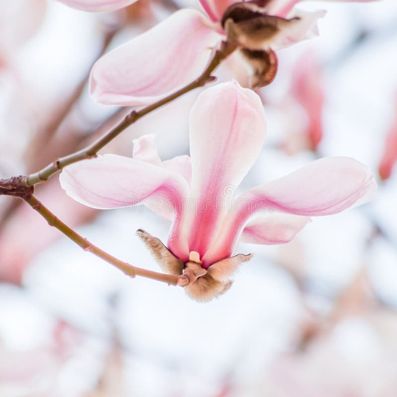 Spring flowers series, Magnolia tree blossom