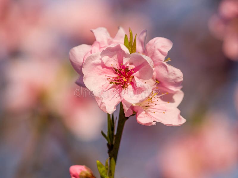 peach blossom spring review